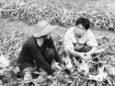 延庆县四海镇上花楼村大学生“村官”尹连征与村民一起收玉米。